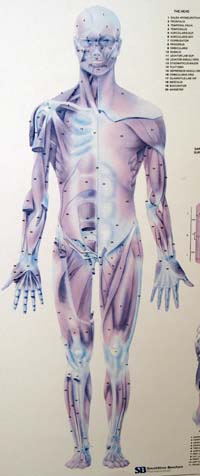 body