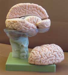 Brain cross section