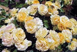 Roses
